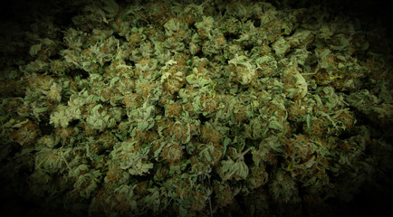 Cannabis Nahaufnahme, getrocknete Blüten