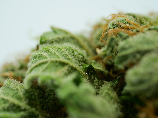 Cannabis Nahaufnahme, getrocknete Blüten