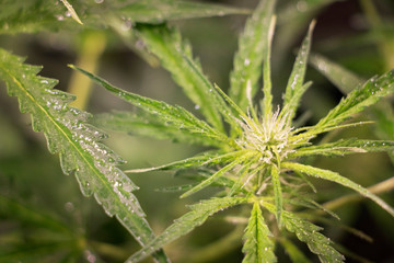 Flowering Blue Dreams Marijuana Plant. Cannabis plant with delicate white tendrils. Flowering stage. 