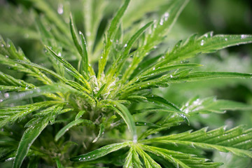 Flowering Blue Dreams Marijuana Plant. Cannabis plant with delicate white tendrils. Flowering stage. 