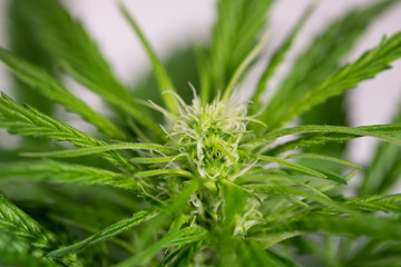 Flowering Blue Dreams Marijuana Plant. Cannabis plant with delicate white tendrils. Flowering stage. 