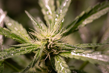 Flowering Blue Dreams Marijuana Plant. Cannabis plant with delicate white tendrils. Flowering stage. 