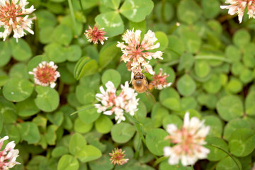 Bee in a Clover Field. A bee pollinating flowers while buzzing around the clover field.