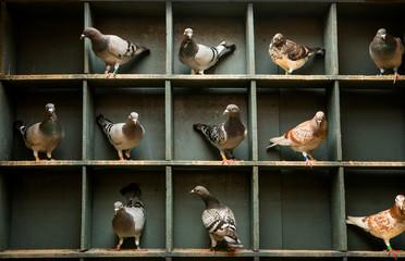 speed racing pigeon perching  in home loft