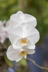 Fototapeta na wymiar White orchids in garden