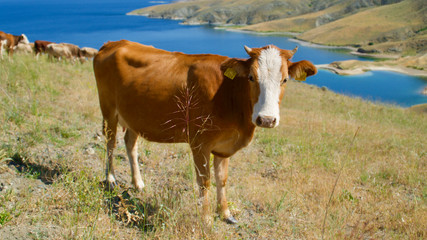 Fototapeta na wymiar herd of cows grazing around dam lake