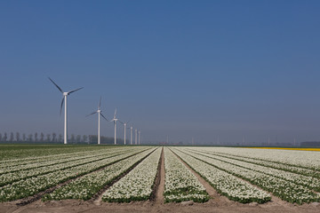 Fototapeta na wymiar Tulip field with white tulips and windmill on the left