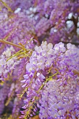 Purple wisteria flowers in bloom hanging from the vine in Burano, Italy