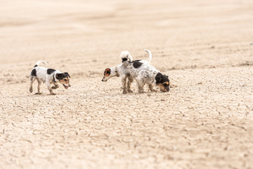 Cute dogs run over sandy ground and have fun. Two Jack Russell Terriers