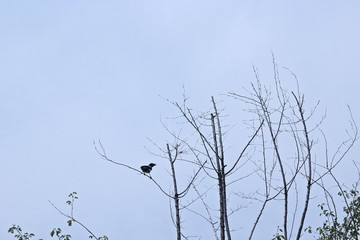 마른 나무가지에 않은 새