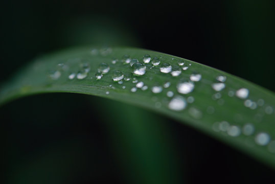 Rain droplets on a curved narrow green blade of grass on a dark background, macro