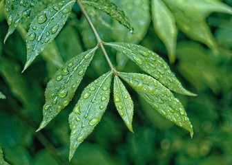 Leaves after a rain