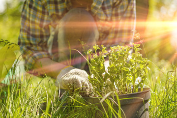 middle aged woman working with soil pot with sprouts planted in it at the backyard house