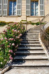 Fototapeta na wymiar Blossom of pink rose flowers growing in castle garden in Provence, France