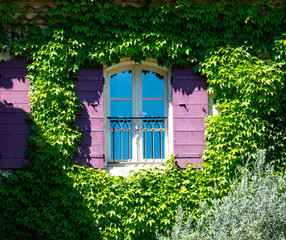 Old cosy Provencal house overgrown with wild green grapes