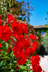 Blossom of red rose flowers growing in garden in Provence, France