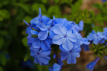 blue flower in the garden