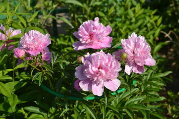 Gorgeous pink peonies on a background of green leaves.