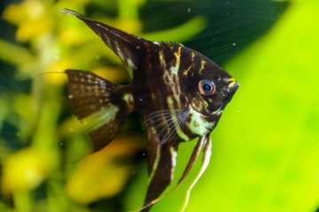 Fish pterophyllum scalare Angelfish, Red devil scalar. A beautiful freshwater aquarium fish on background  a green beautiful planted tropical aquarium.