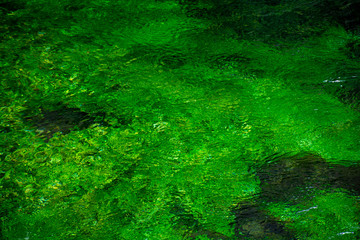 River stream with emerald green water and green water plants