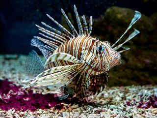 Common Lionfish or Devil firefish (Pterois miles) close-up floating in aquarium 