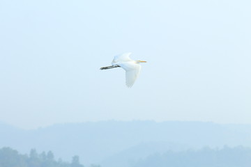 Obraz premium seagull in the sky