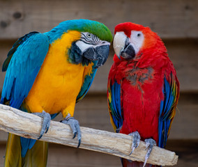 Macaw scarlet and blue-and-yellow parrots, long-tailed colorful exotic birds