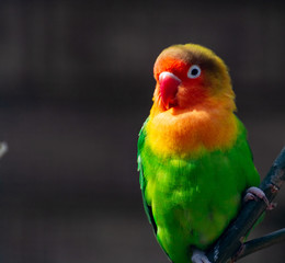 Fototapeta na wymiar Colorful Fichers lovebird from Tanzania, Africa