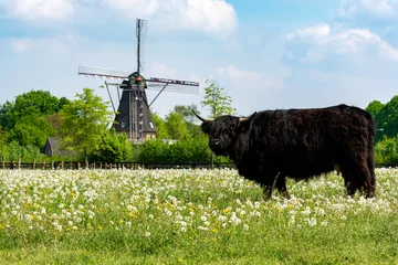 Foto auf Glas Landschaftslandschaft mit schwarzer schottischer Kuh, Weide mit Wildblumen und traditioneller holländischer Windmühle © barmalini