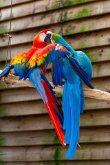 Macaw scarlet and blue-and-yellow parrots, long-tailed colorful exotic birds