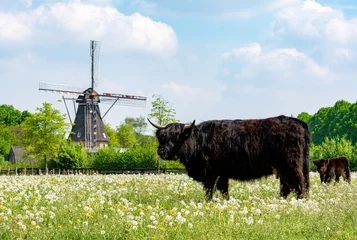 Fototapeten Landschaftslandschaft mit schwarzer schottischer Kuh, Weide mit Wildblumen und traditioneller holländischer Windmühle © barmalini