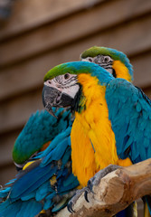 Obraz premium Macaw blue-and-yellow parrot, long-tailed colorful exotic bird
