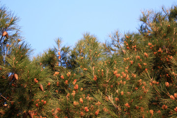 Mediterranean pine with bumps blooming in spring.