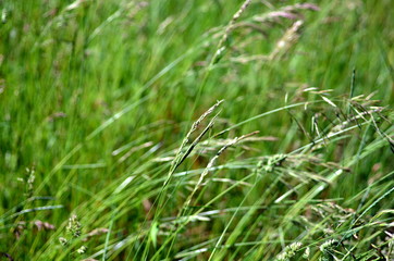 Hintergrund Gräser auf einer Wiese