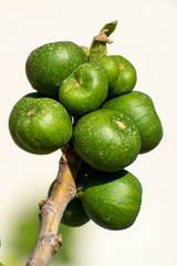 Unripe green figs fruits riping on fig tree