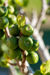 Unripe green figs fruits riping on fig tree