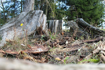 stump in wood with flower