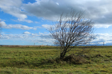 tree in the field