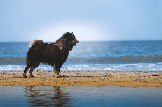 Seitenportrait haariger Hund am Strand