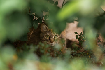 Katze liegt im Gebüsch und schaut ängstlich daraus hervor