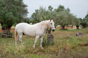 Obraz na płótnie Canvas A White horse at the fields of Athens.