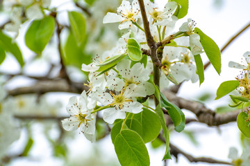 White blossom of sour cherry in garden