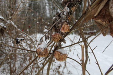flowers covered by snow