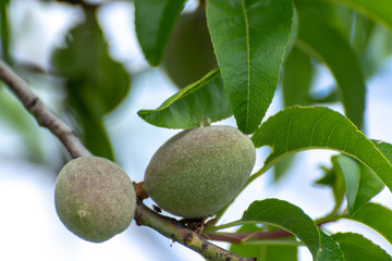 Young green almond nuts riping on almond tree
