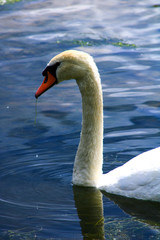 Close-up of the head and neck of a swan drinking on a lake with blue reflection Large white waterfowl with an orange beak. Drops of water falling from the plumage