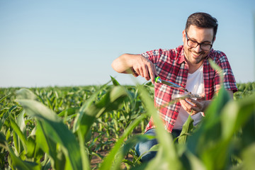 Smiling happy young agronomist or farmer wearing red checkered shirt taking and analyzing soil samples on a corn farm. Organic farming and healthy food production - obrazy, fototapety, plakaty