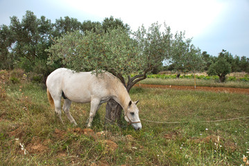 A White horse at the fields of Athens.