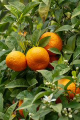 Ripe orange mandarine citrus fruit hanging on tree