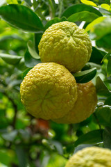Fototapeta premium Citrus fruits of sour orange bergamot riping on thee