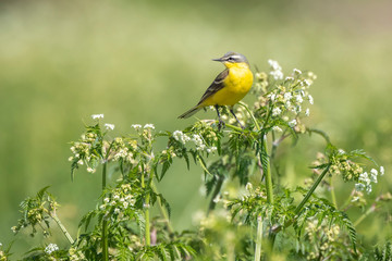 Closeup of a male western yellow wagtail bird (Motacilla flava) singing
